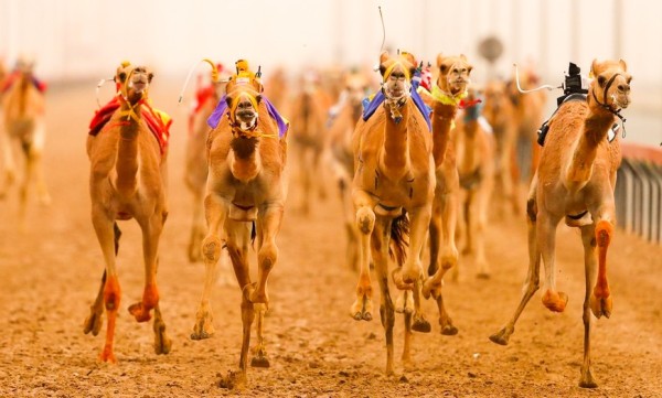 Camel racing Al Dahir Al Ain